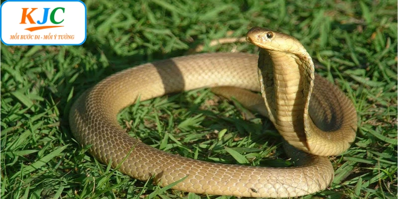 Tìm hiểu điềm báo liên quan đến giấc mơ thấy rắn